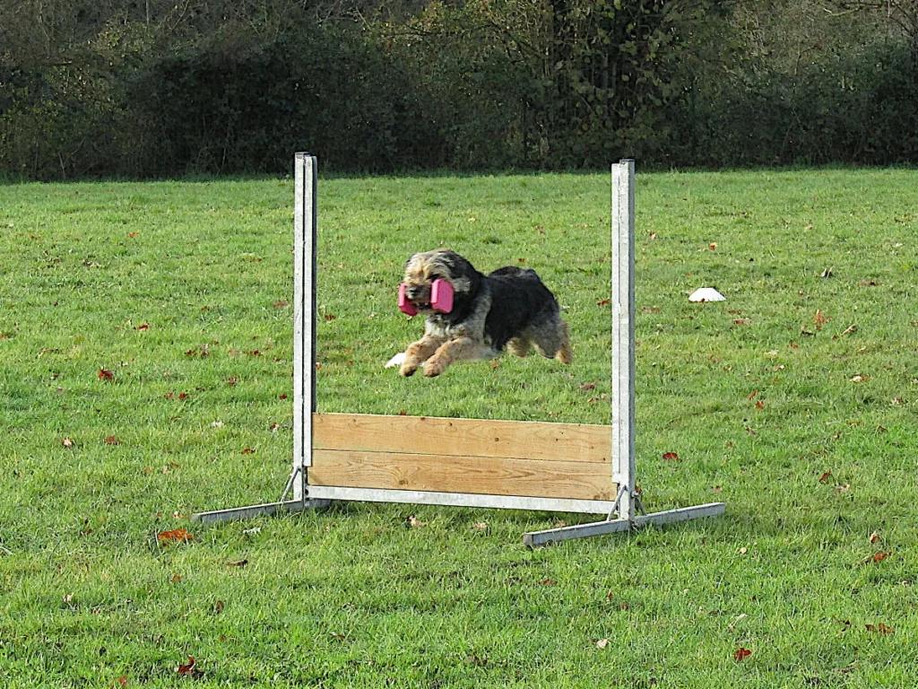 Club du chien