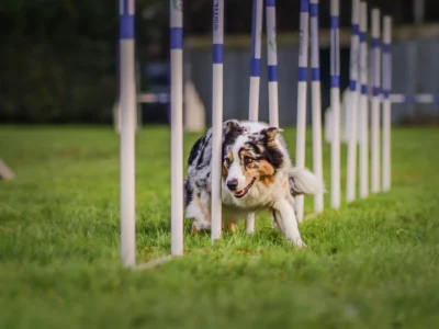 Club du chien de Bourg-en-Bresse